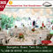 Barraca romântica luxuosa 500 Seat do banquete de casamento da restauração do branco de jardim fornecedor
